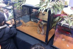 Reptile Incursion